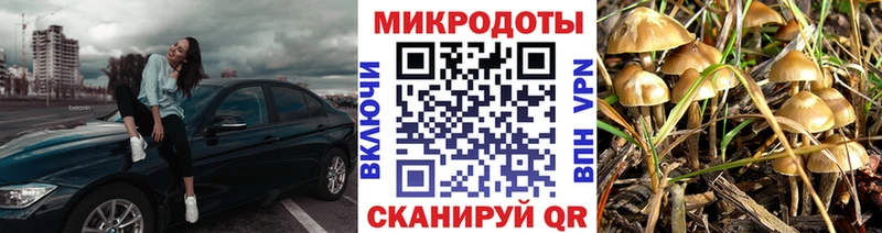 Псилоцибиновые грибы Psilocybe  Спасск-Рязанский 